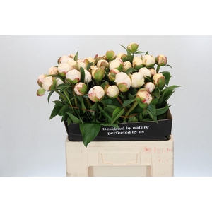 Paeonia L Snow Mountain
