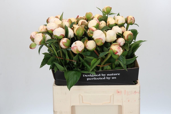 <h4>Paeonia L Snow Mountain</h4>