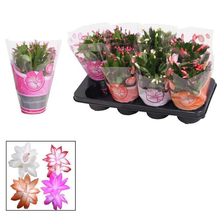 <h4>Schlumbergera - 13 cm - mix</h4>
