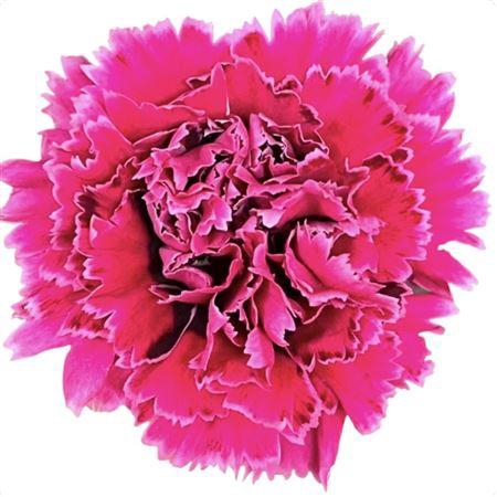 <h4>Di St Nobbio Circus</h4>