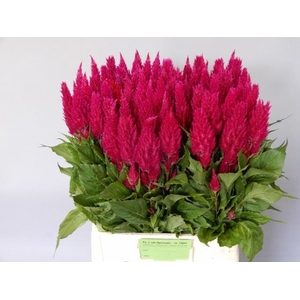 CEL P CENT PURP ROSE