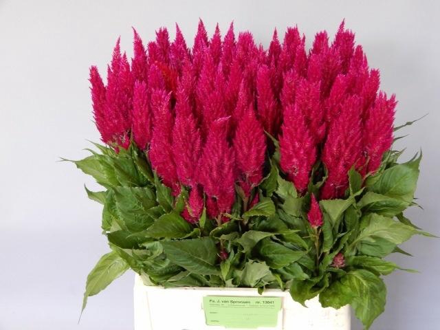 <h4>CEL P CENT PURP ROSE</h4>