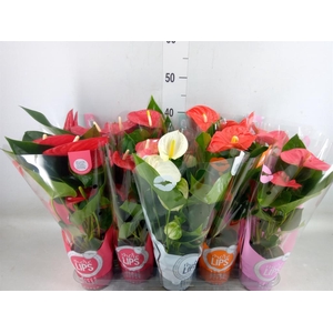 Anthurium   ...mix
