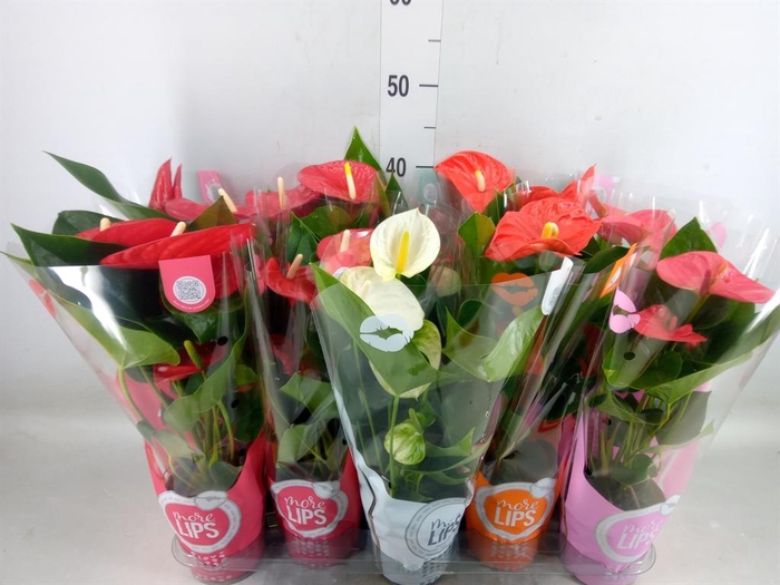 <h4>Anthurium   ...mix</h4>