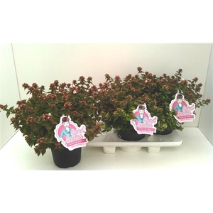 Abelia Little Lady 19T
