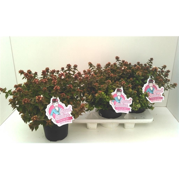<h4>Abelia Little Lady 19T</h4>