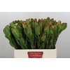 Leucadendron Laurel Yellow