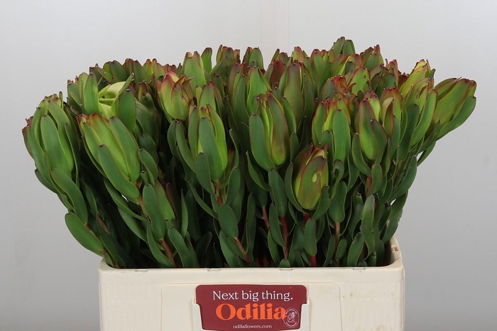 <h4>Leucadendron Laurel Yellow</h4>