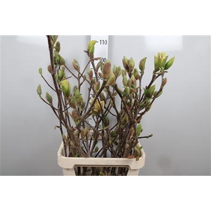 Magnolia Grandi Yellow