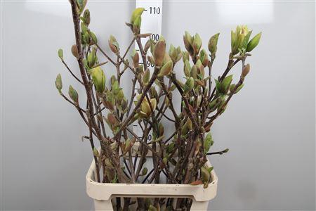 <h4>Magnolia Grandi Yellow</h4>