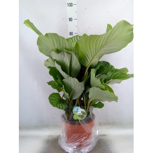 Calathea orbifolia