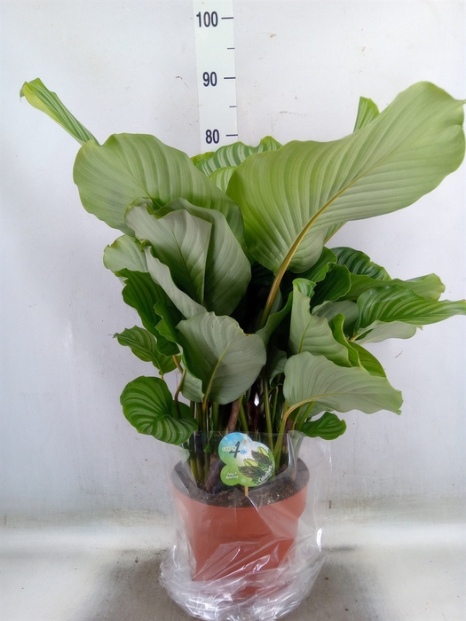 <h4>Calathea orbifolia</h4>