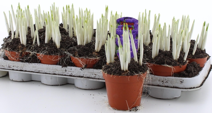 <h4>ARR BOL KNOLGEWAS</h4>