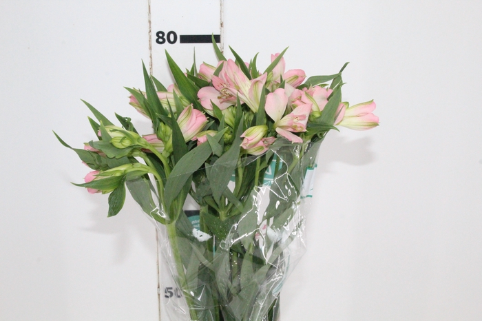 <h4>ALSTROEMERIA DUBAI 080 CM</h4>