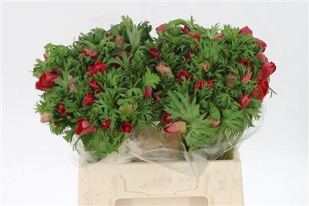 <h4>Anem Co Galil Rood</h4>