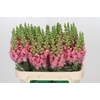 Antirrhinum Opus Pink