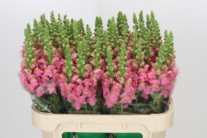 <h4>Antirrhinum Opus Pink</h4>