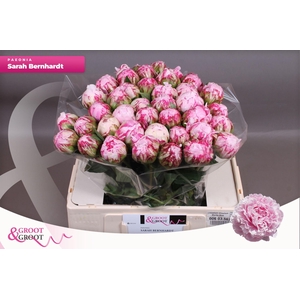 Paeonia Sarah Bernhardt | XXL
