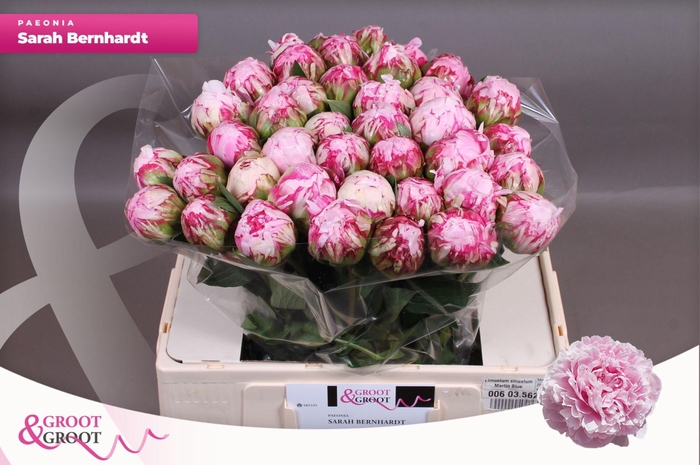 <h4>Paeonia Sarah Bernhardt | XXL</h4>