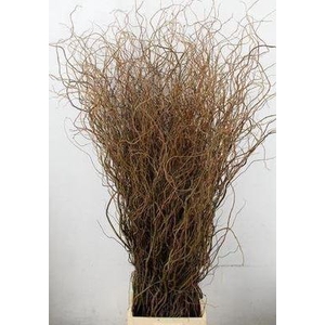 Salix babyl. 'Tortuosa'