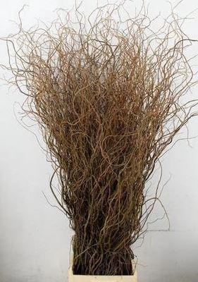 <h4>Salix babyl. 'Tortuosa'</h4>