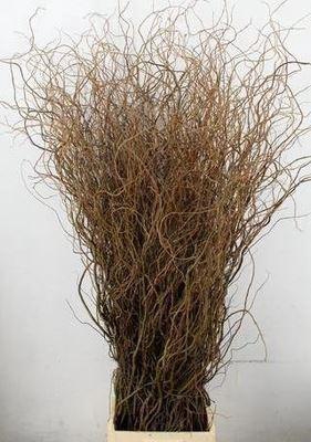 <h4>Salix babyl. 'Tortuosa'</h4>