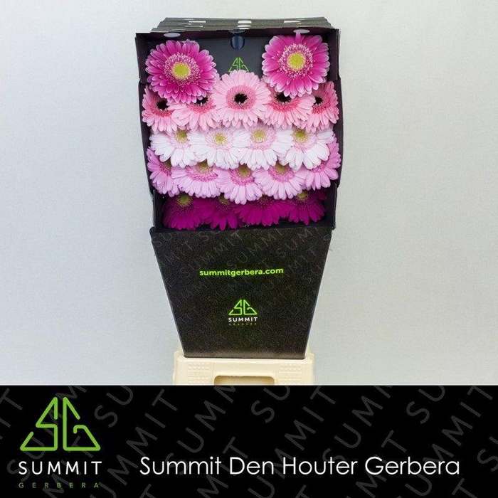 <h4>Germini Mix Lila Diamond</h4>
