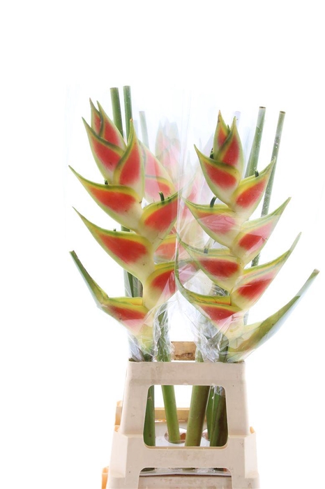 <h4>Hel Wagneriana (rd)</h4>