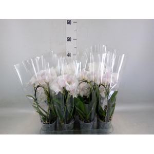 Phalaenopsis  'Elegant Cascade'