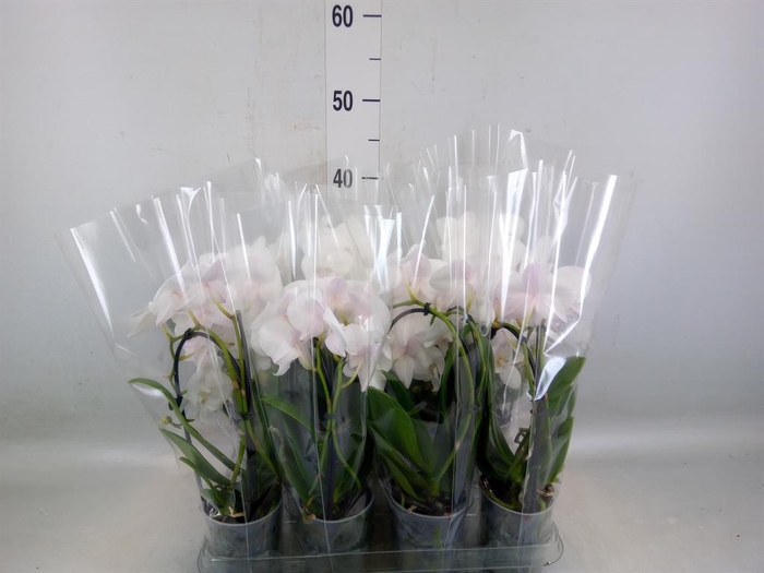 <h4>Phalaenopsis  'Elegant Cascade'</h4>