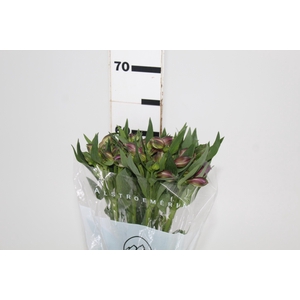 ALSTROEMERIA XANADU 060 CM