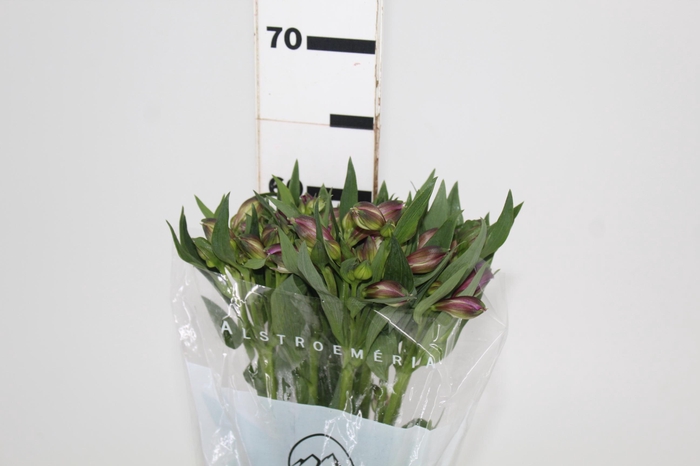 <h4>ALSTROEMERIA XANADU 060 CM</h4>