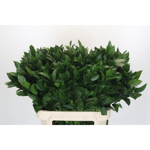 RUSCUS HYPOPHYLLUM