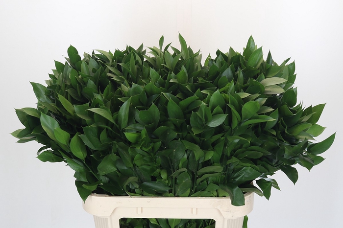 <h4>RUSCUS HYPOPHYLLUM</h4>