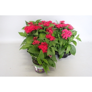 Pentas lucky star Lipstick
