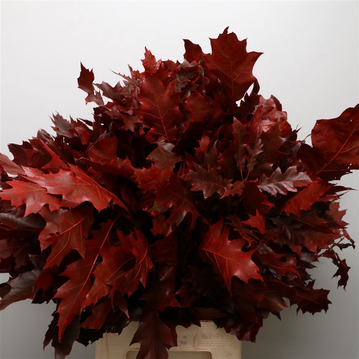<h4>Quercus Rubra Red Lang</h4>