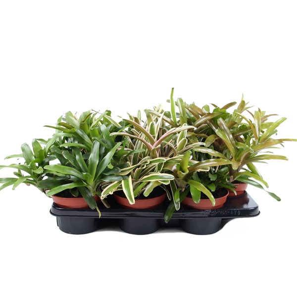 <h4>Neoregelia Fireball mix 15cm</h4>