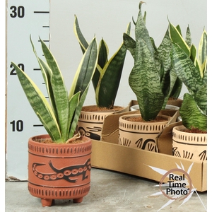 SANSEV TRIFASCIA  OV