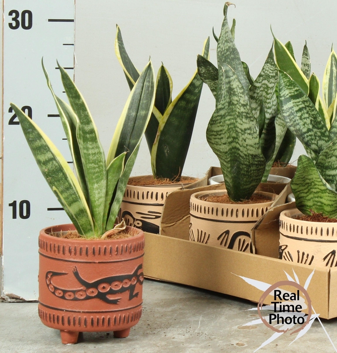 <h4>SANSEV TRIFASCIA  OV</h4>