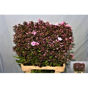 Phlox P Bri Eyes