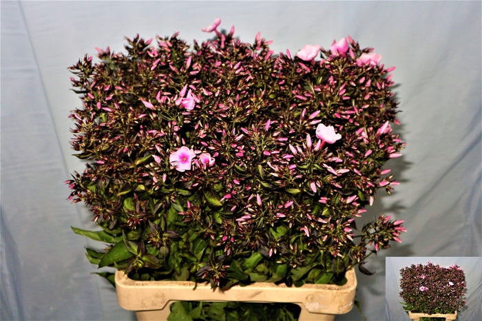 <h4>Phlox P Bri Eyes</h4>
