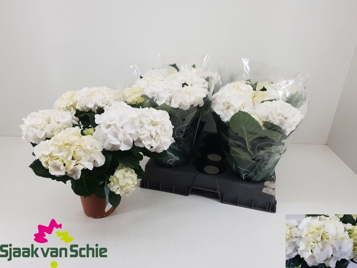 <h4>HYDR M HI ICE</h4>