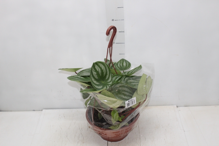 <h4>PEPEROMIA MELANCIA C21</h4>