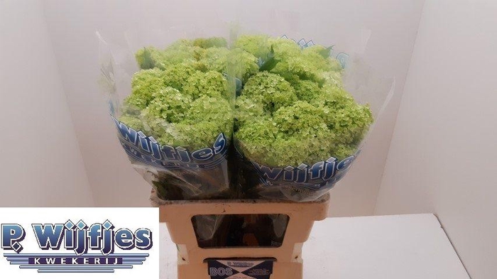 <h4>VIBURNUM ROSEUM BOS</h4>