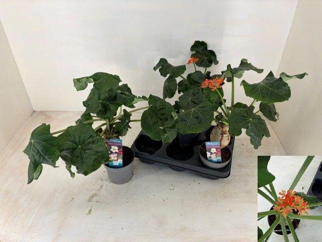 <h4>JATROPHA POD</h4>