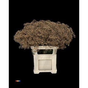 Gyps Million Star Brown