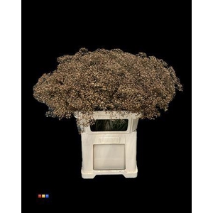 Gyps Million Star Brown