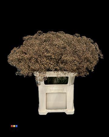 <h4>Gyps Million Star Brown</h4>