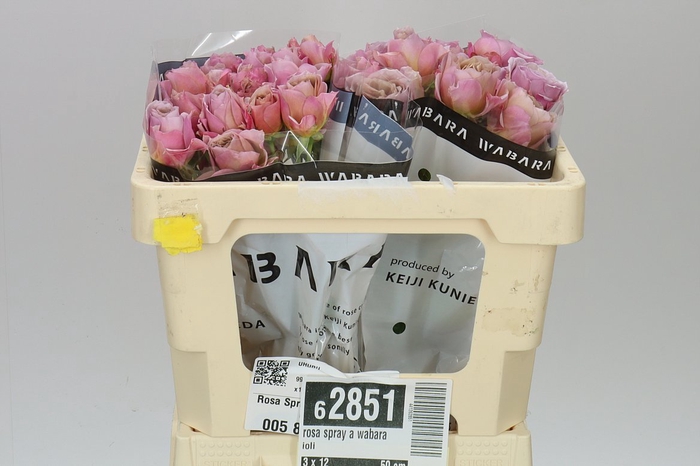 Rosa Gr Spray Wabara Aoi