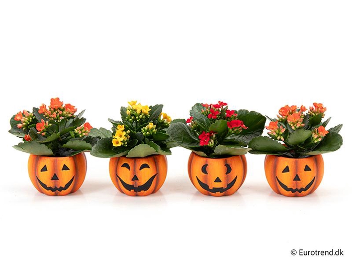 <h4>KALANCHOE BLOSSF P6 E 4801</h4>